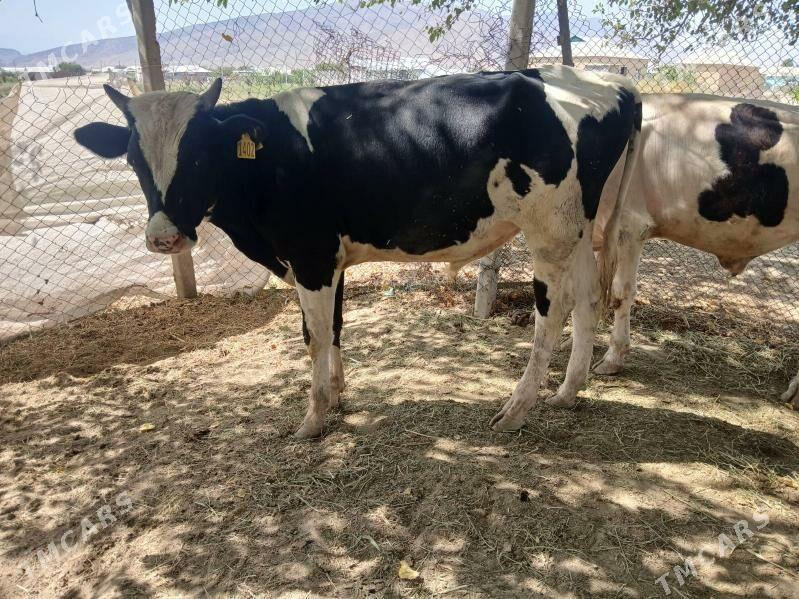 öküz - Гёкдепе - img 8