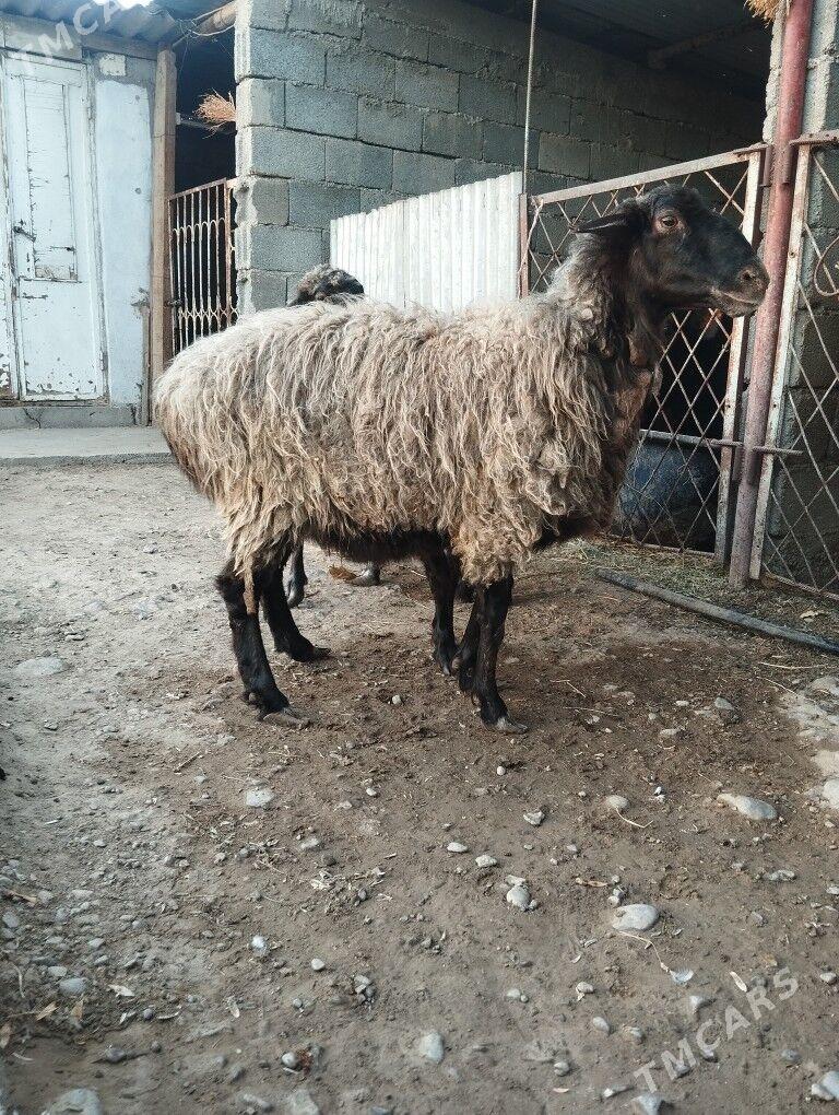 goýun - Ýalkym - img 2