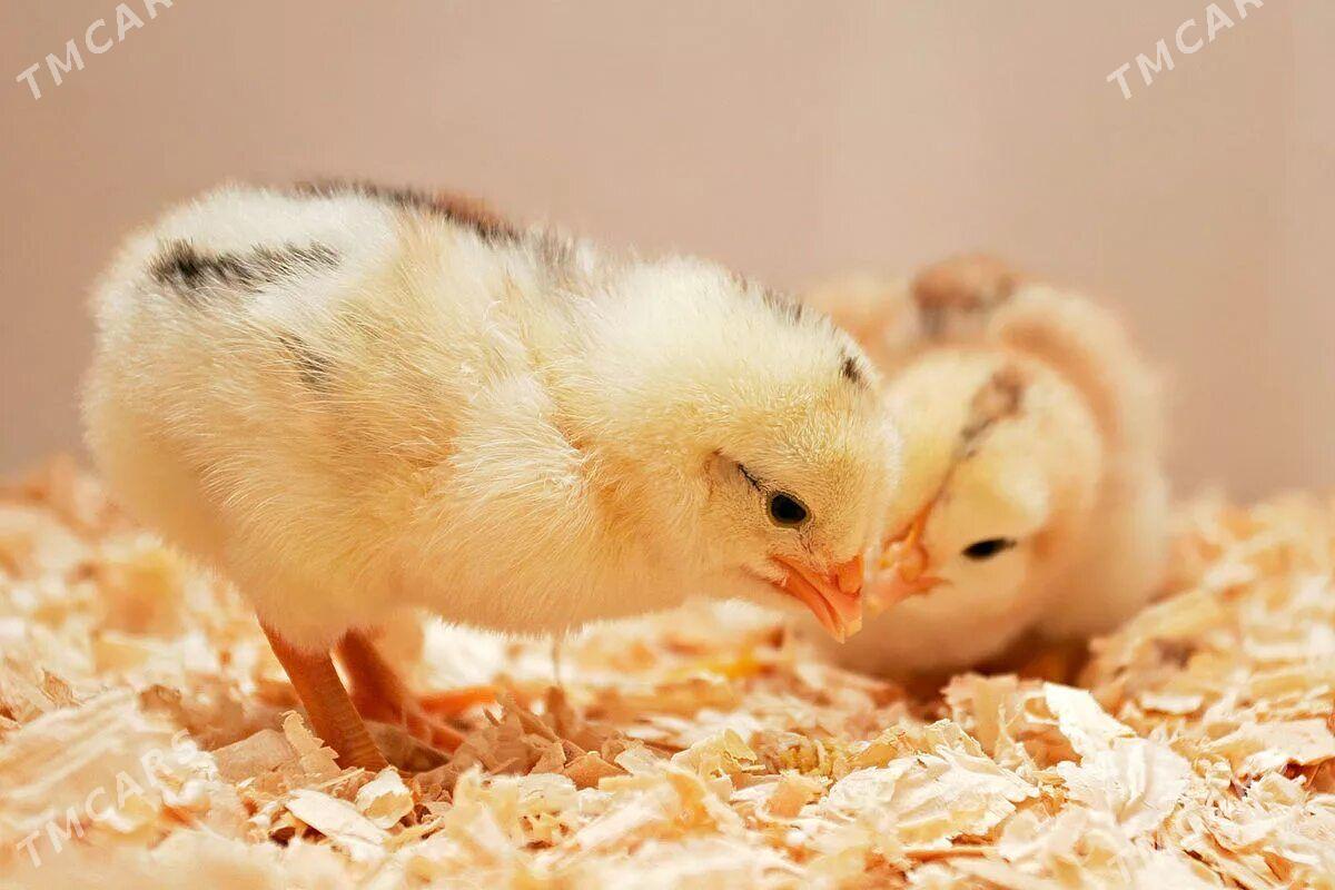 JÜÝJE - Türkmenabat - img 2