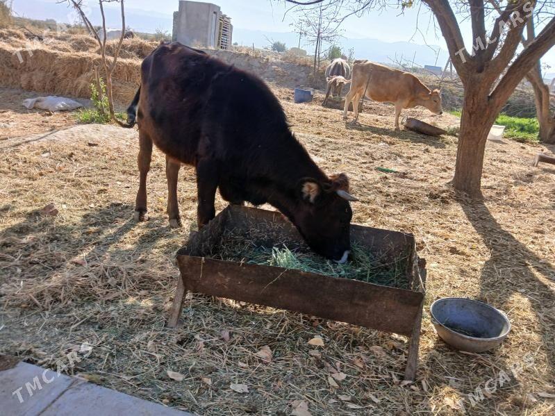 öküz - Гёкдепе - img 2