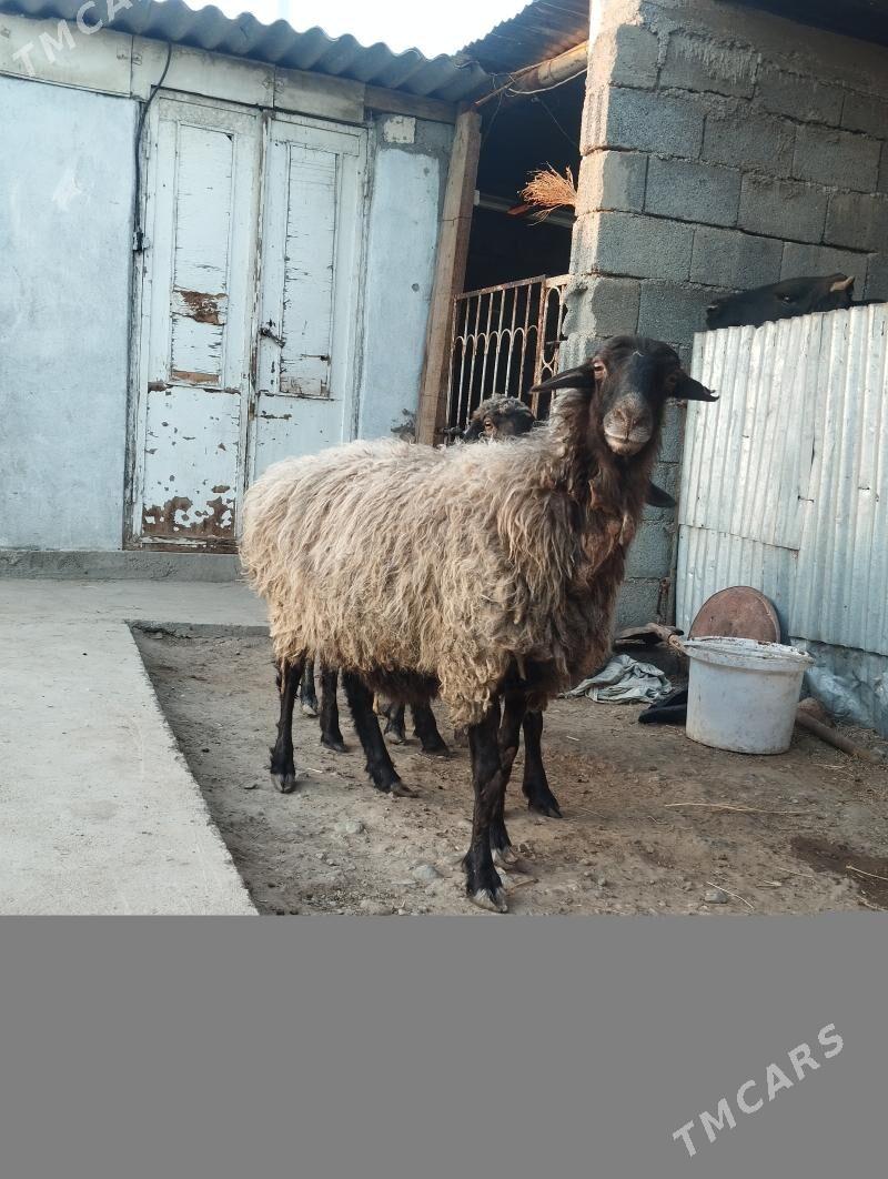 goýun - Ýalkym - img 4