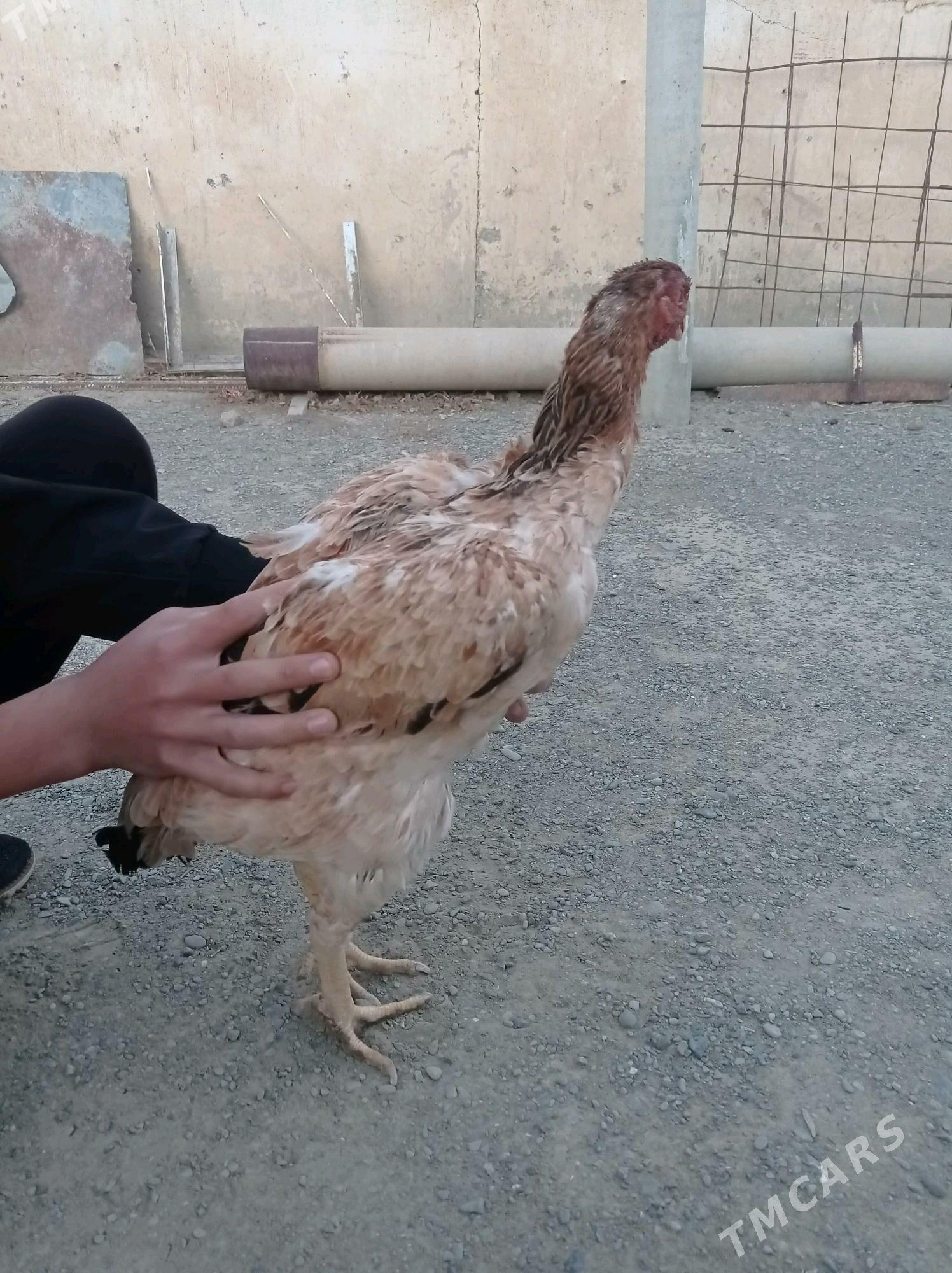 taskent towuk - Bäherden - img 1