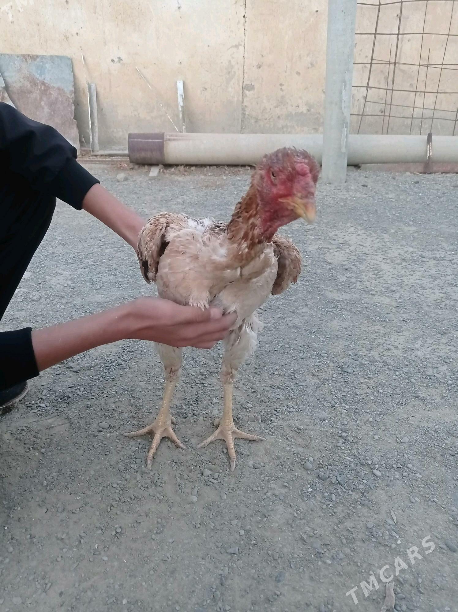 taskent towuk - Bäherden - img 2