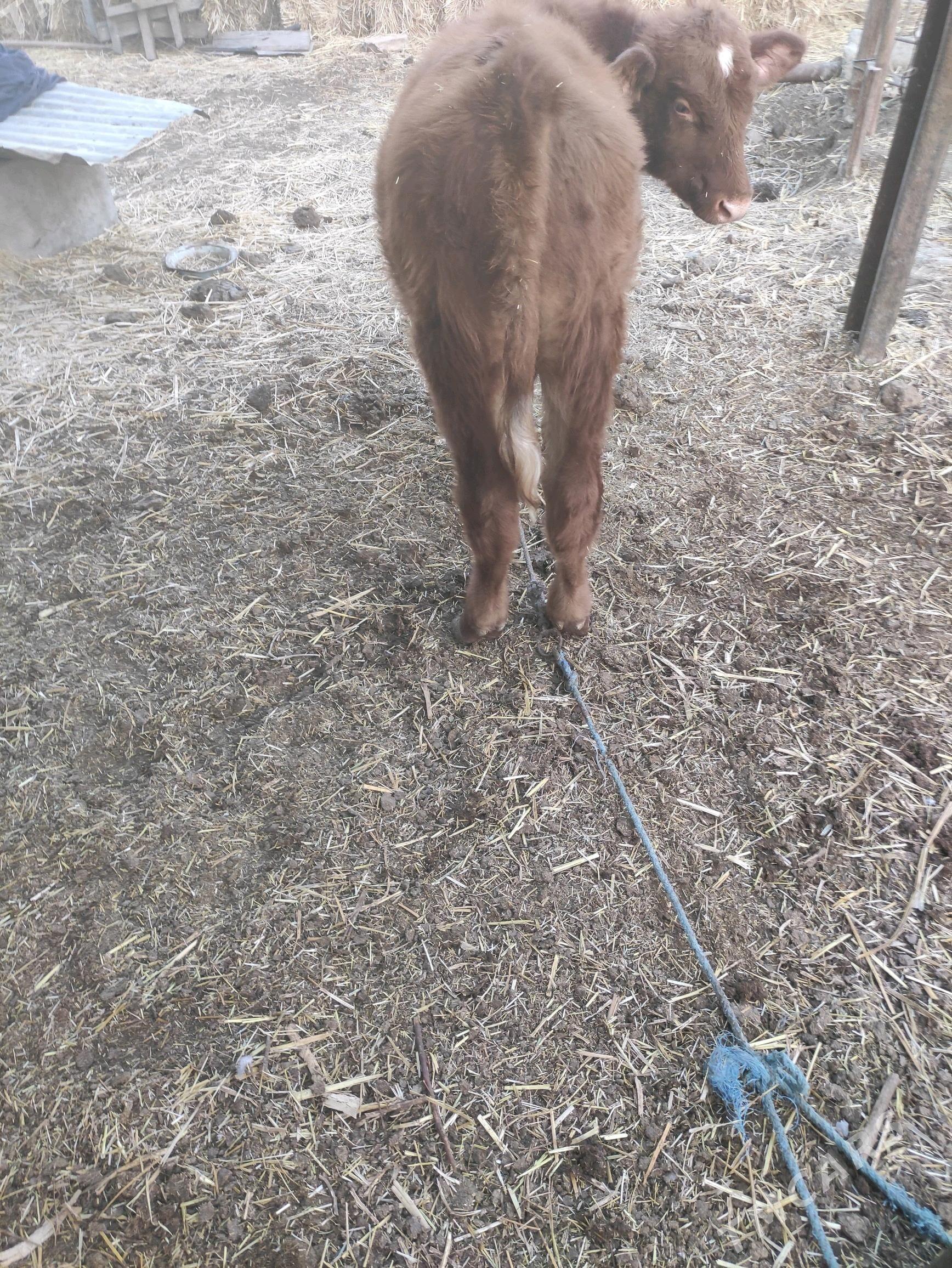 красный симентал окузче - Farap - img 2