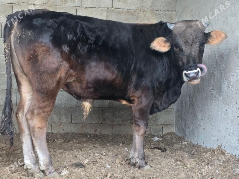 Okuz - Aşgabat - img 3