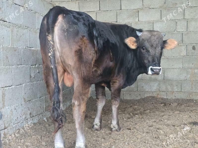 Okuz - Aşgabat - img 4