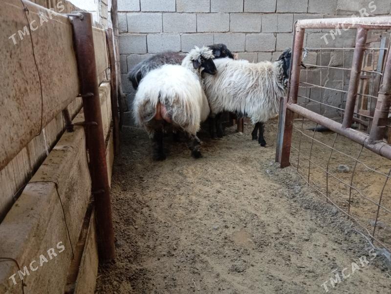 гойун - Гёкдже - img 8