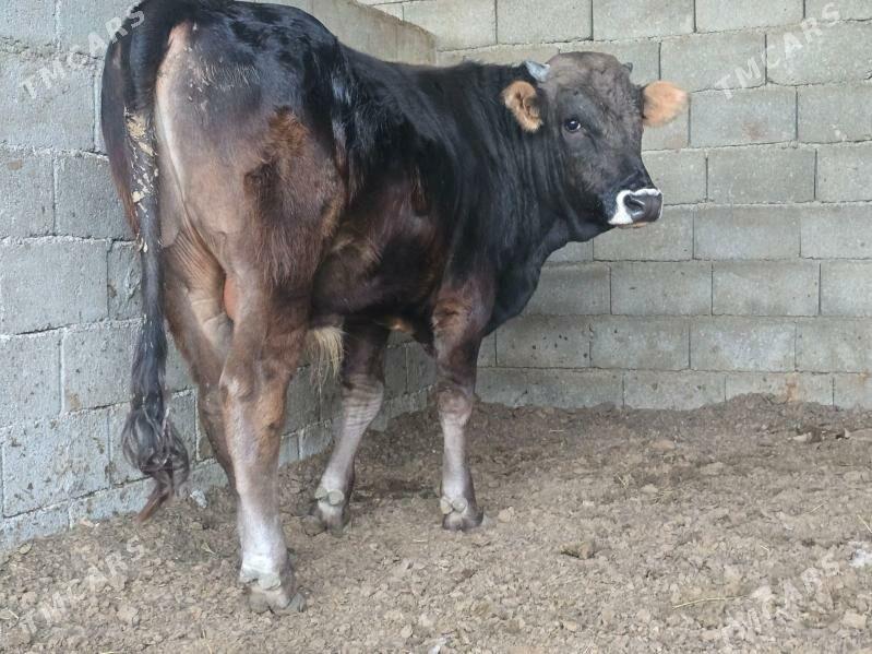 Okuz - Aşgabat - img 1