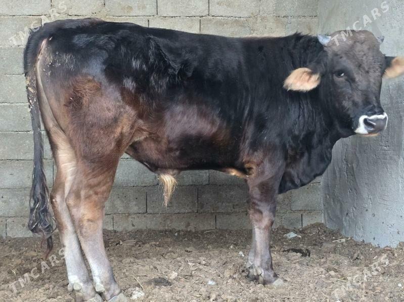 Okuz - Aşgabat - img 2