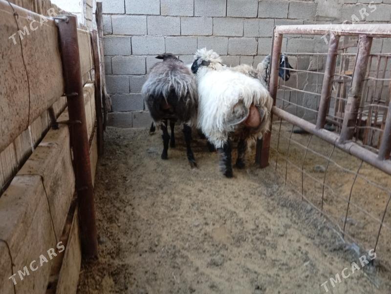 гойун - Гёкдже - img 7