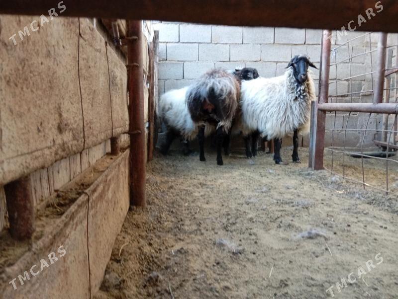 гойун - Гёкдже - img 2