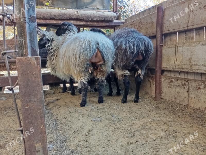 гойун - Гёкдже - img 5