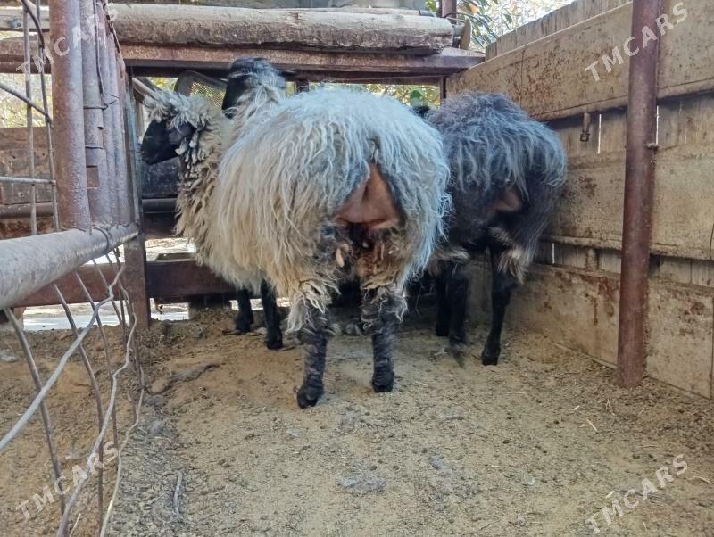 гойун - Гёкдже - img 3