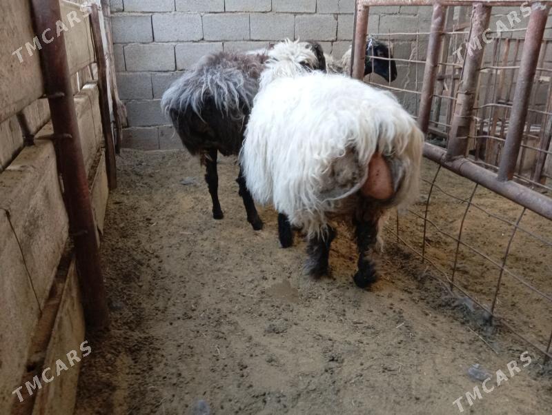 гойун - Гёкдже - img 6