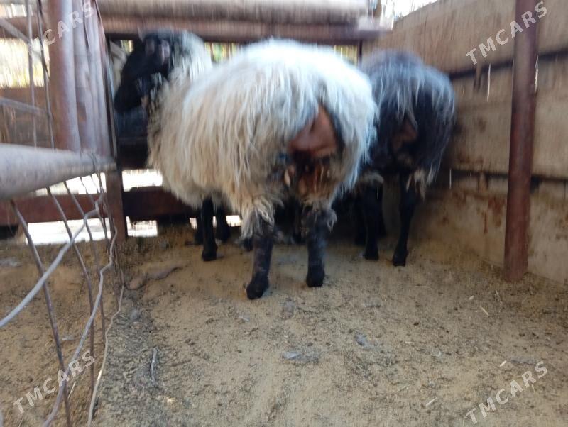 гойун - Гёкдже - img 4