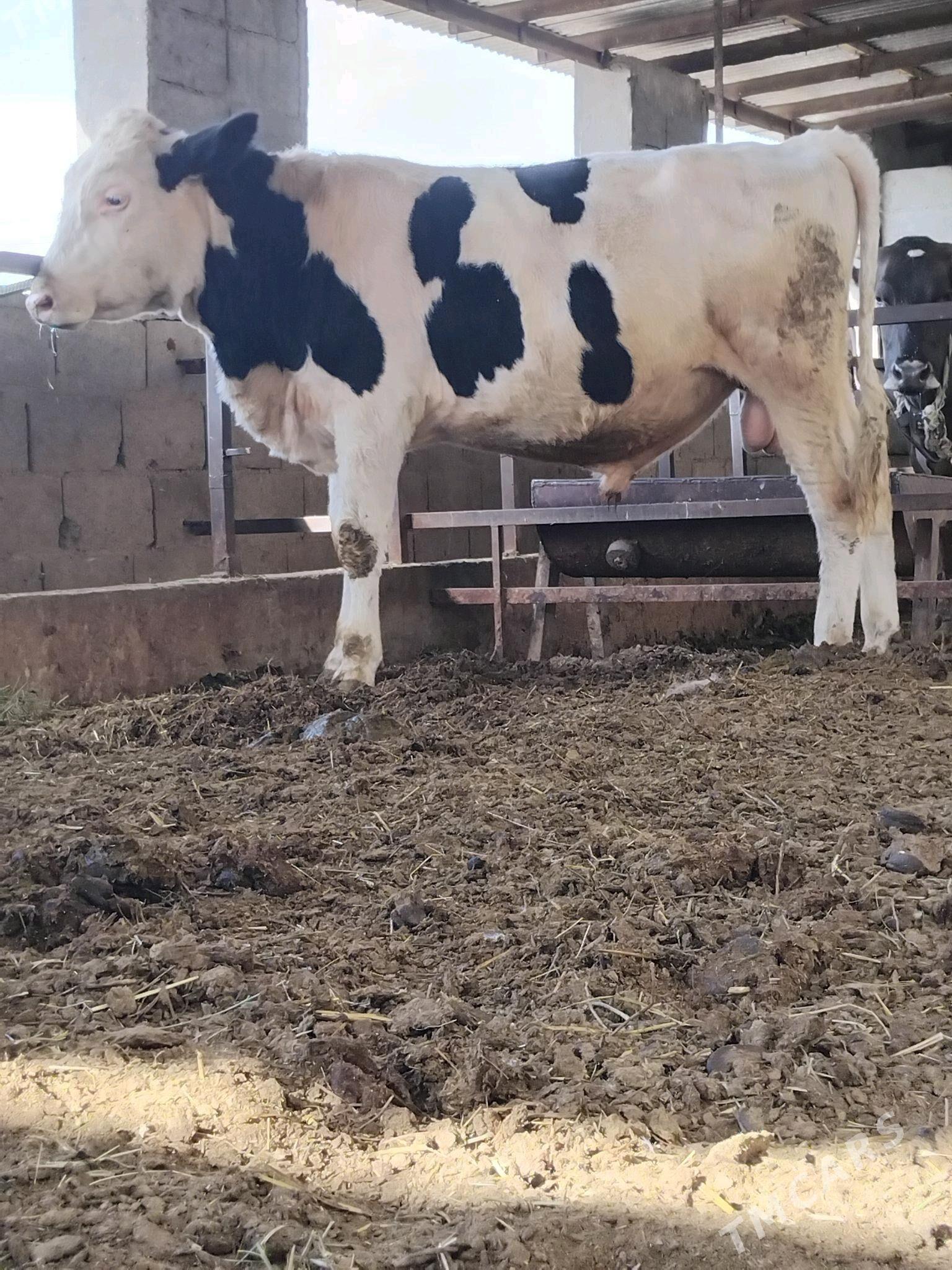 Galisdeyin okuz - Bäherden - img 1