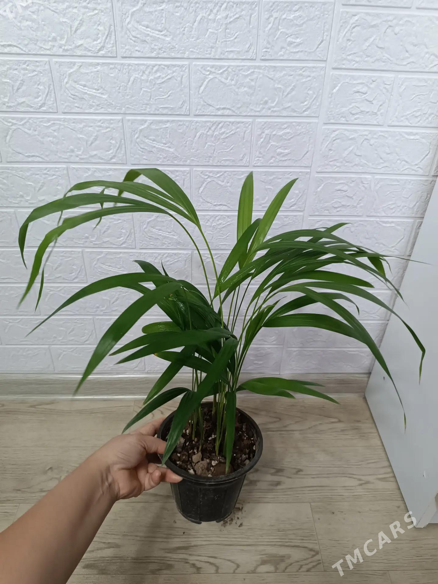 ПАЛЬМА АРЕКА - Aşgabat - img 1