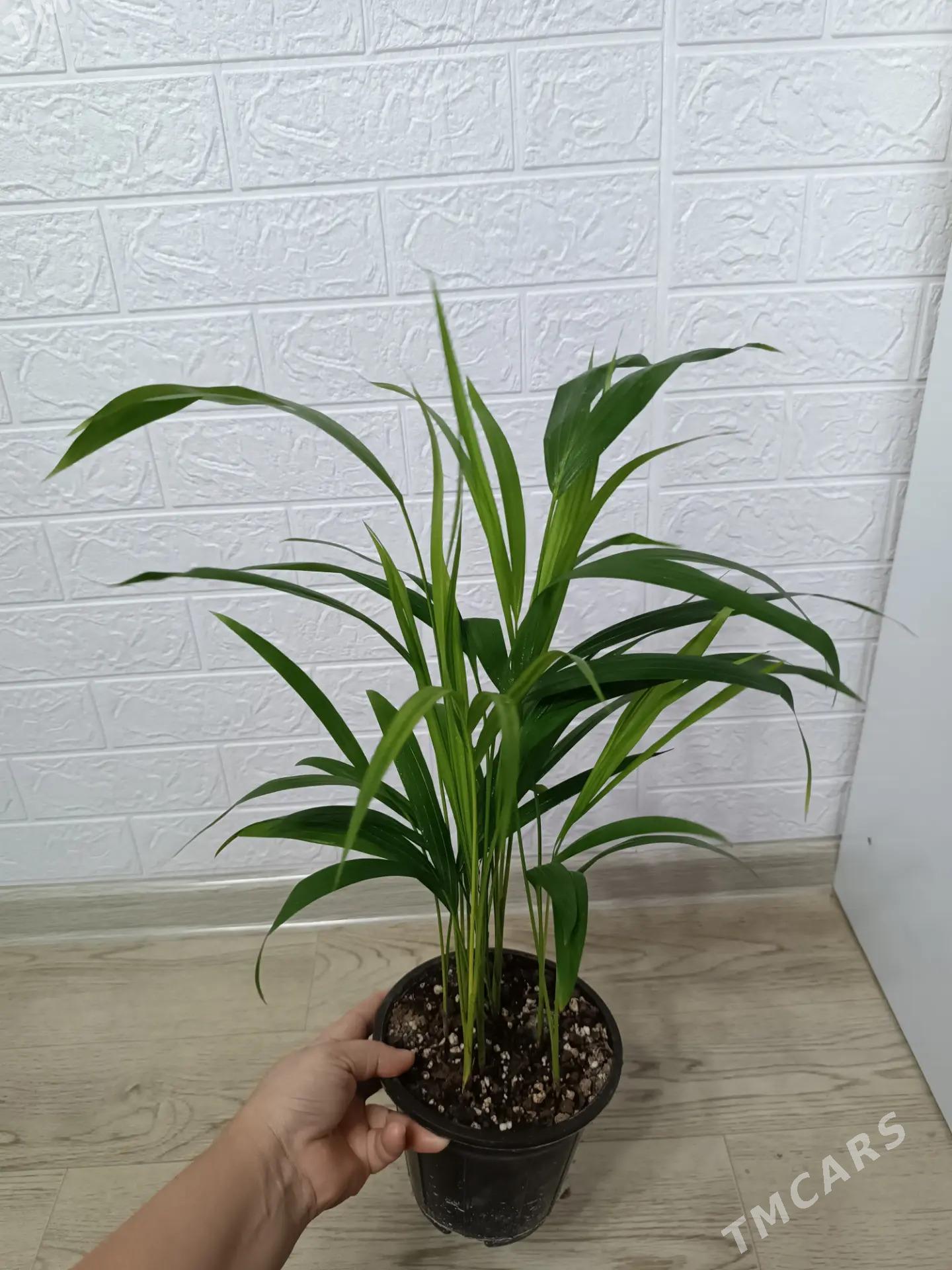 ПАЛЬМА АРЕКА - Aşgabat - img 2