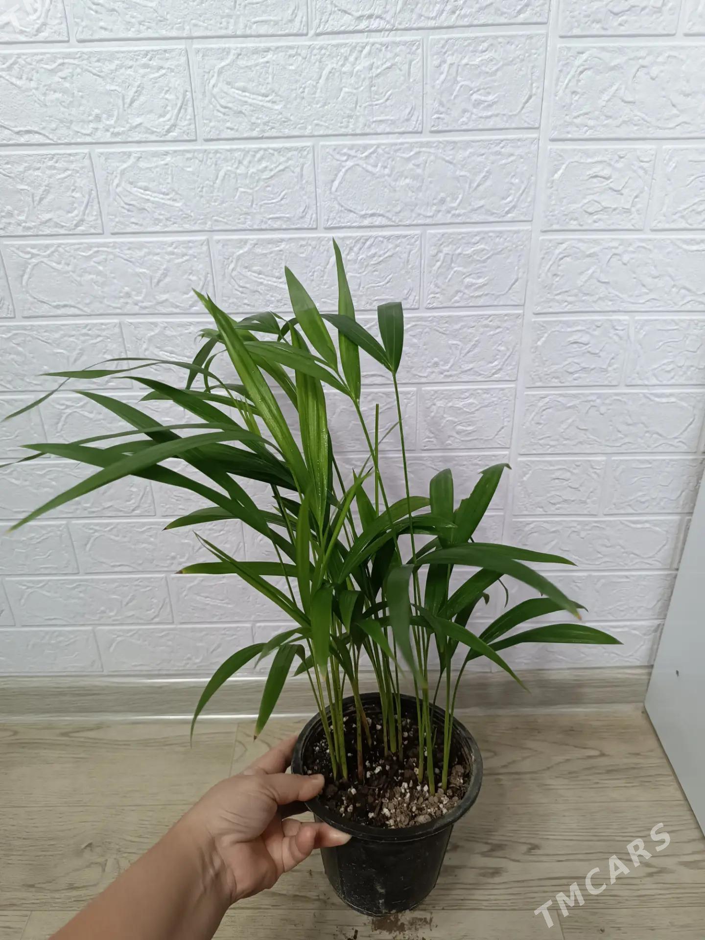 ПАЛЬМА АРЕКА - Aşgabat - img 3