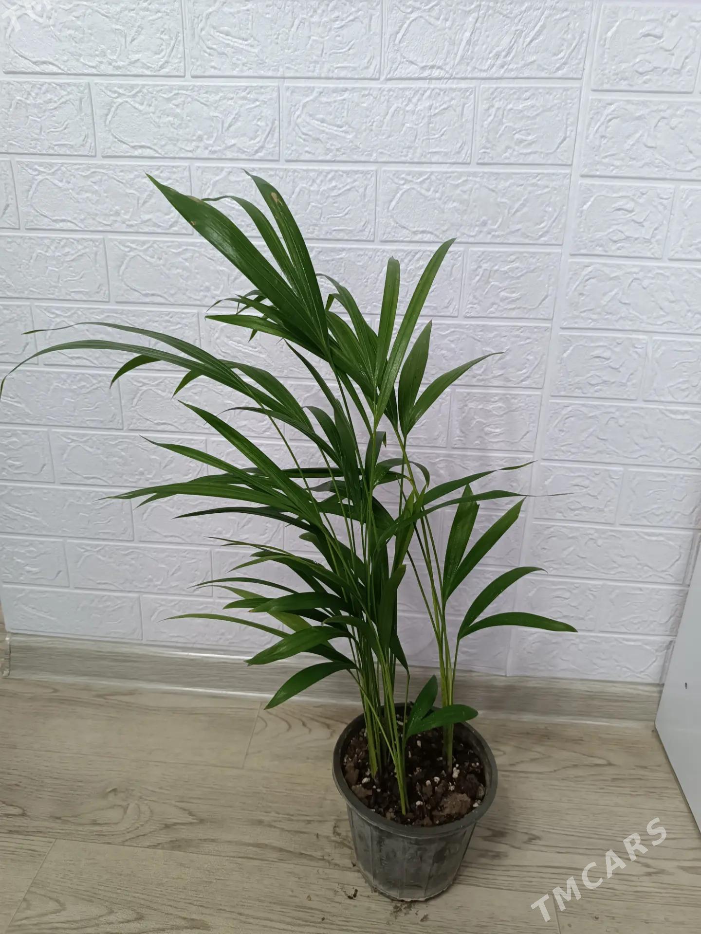 ПАЛЬМА АРЕКА - Aşgabat - img 4