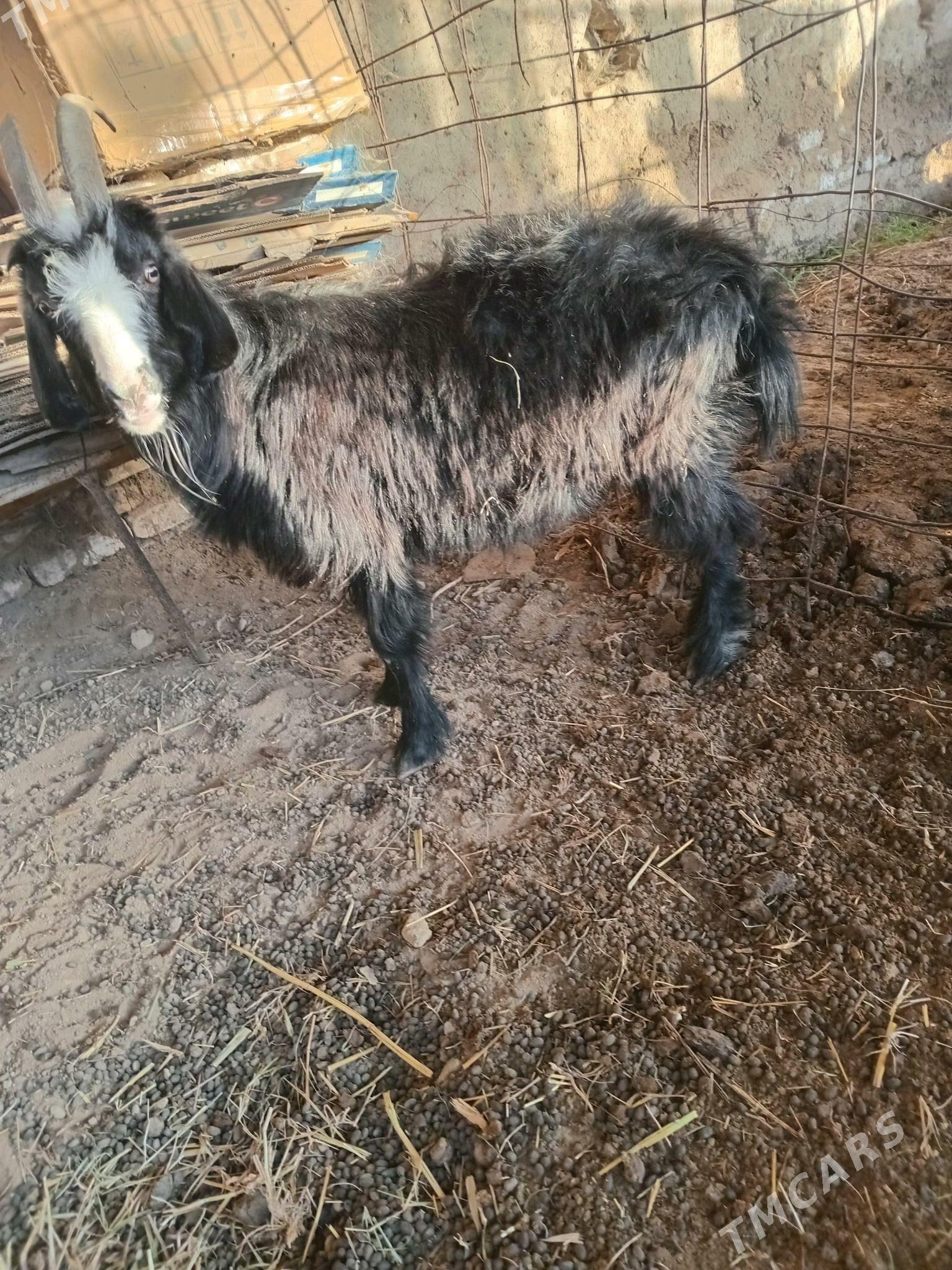 yas geçi - Mary - img 1