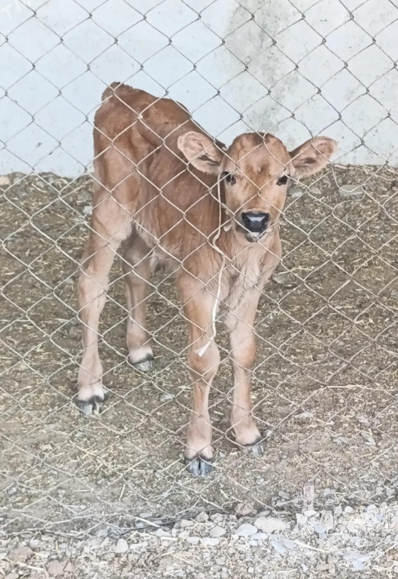 goleli sygyrlar - Mary - img 2