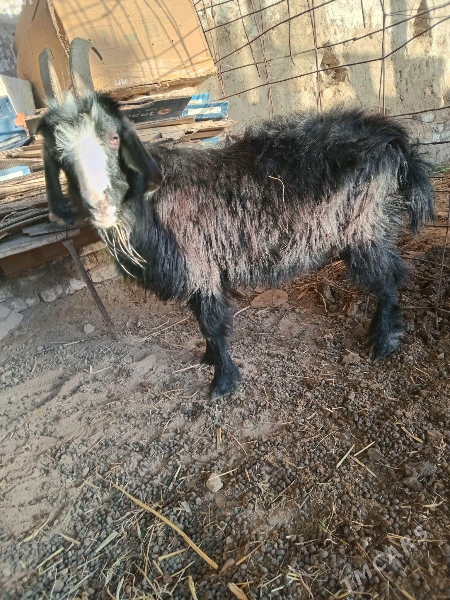 yas geçi - Мары - img 2