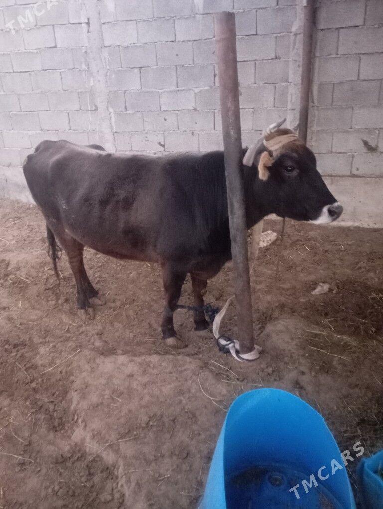 sygyr - Чоганлы - img 2