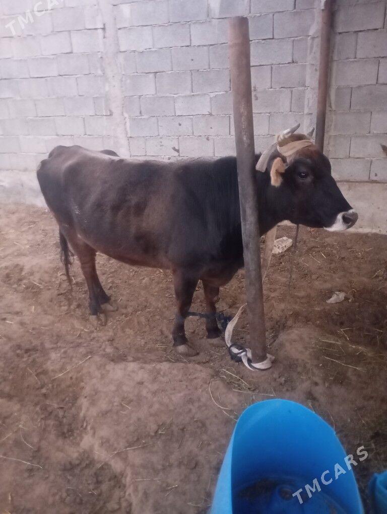 sygyr - Чоганлы - img 3