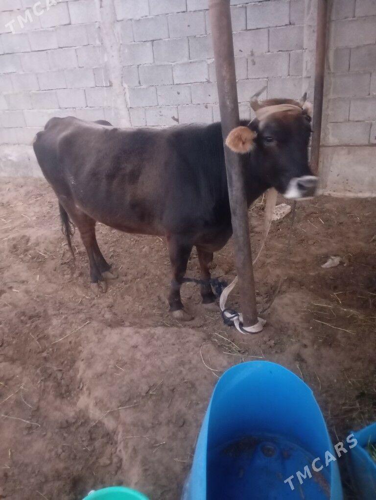 sygyr - Çoganly - img 1