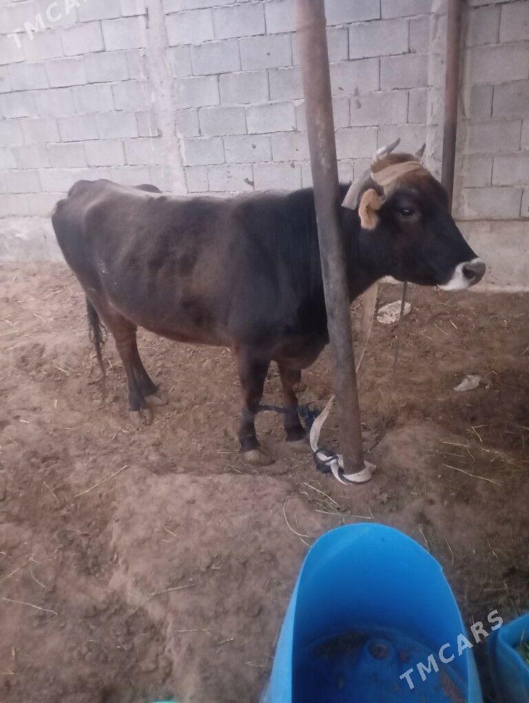 sygyr - Чоганлы - img 4