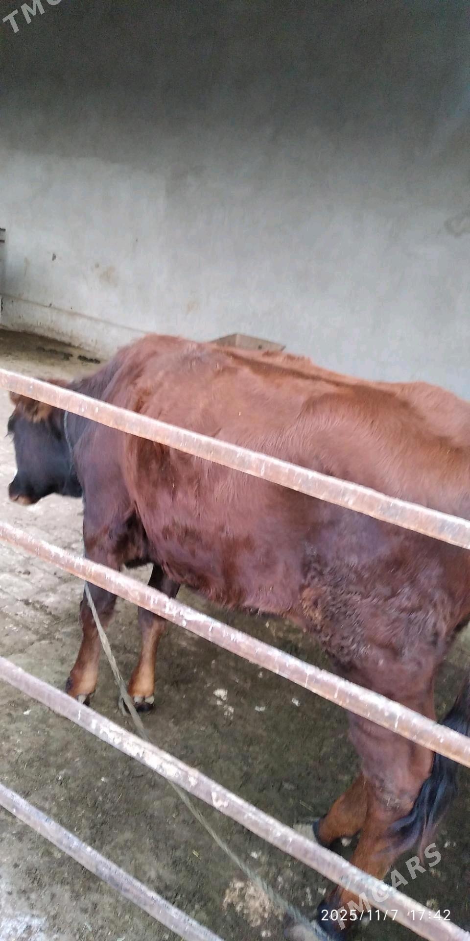 gulajyn - Мары - img 2