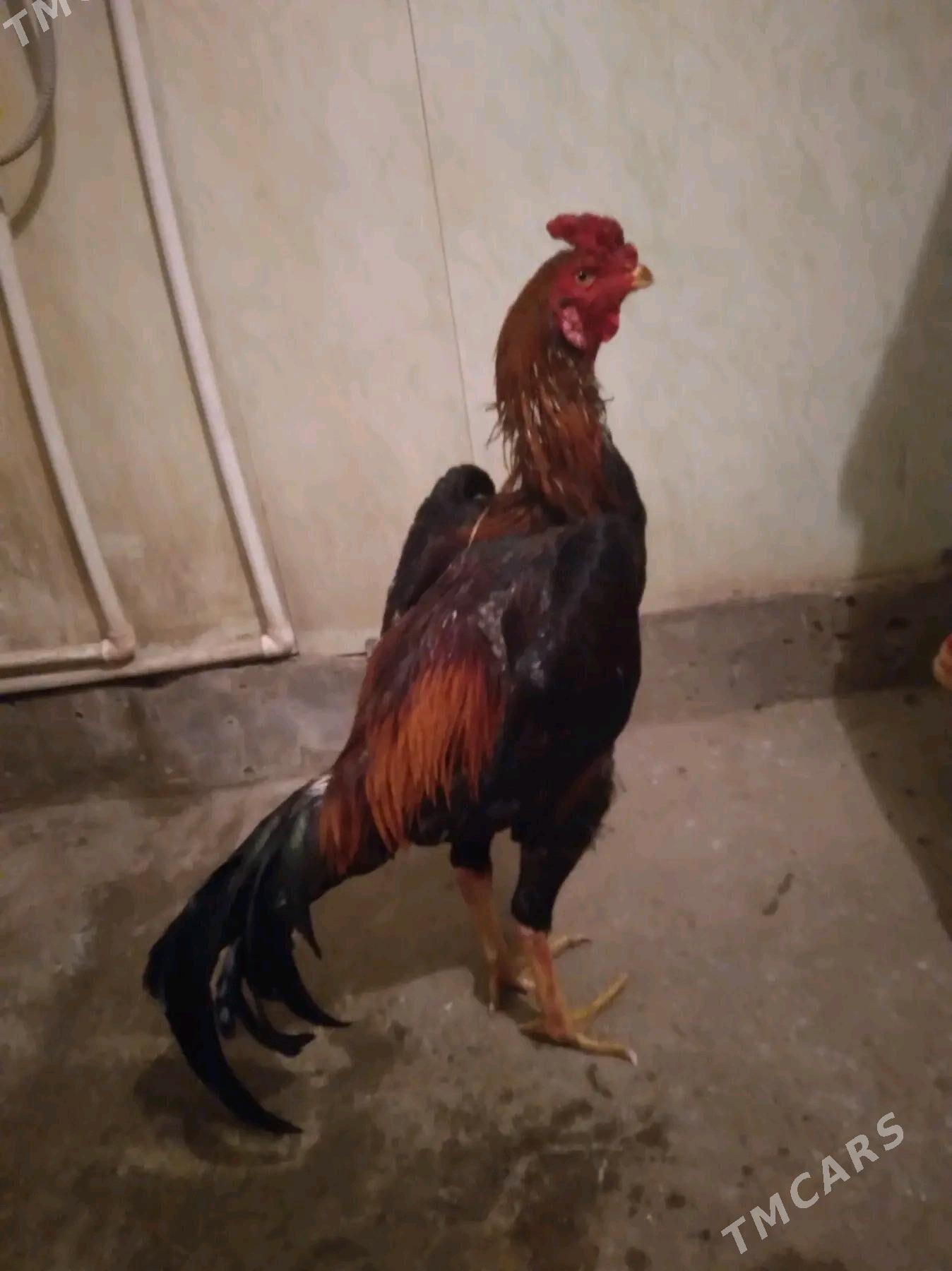 taskent - Gurbansoltan Eje - img 6