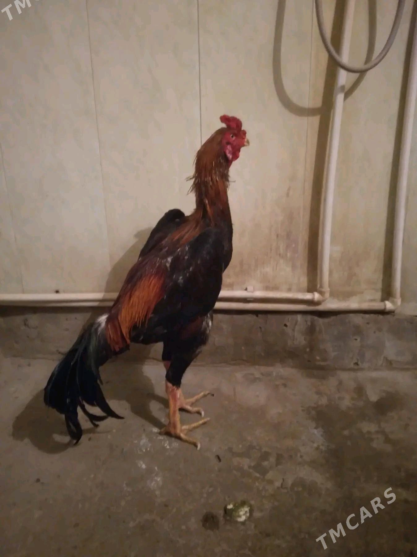 taskent - Gurbansoltan Eje - img 3