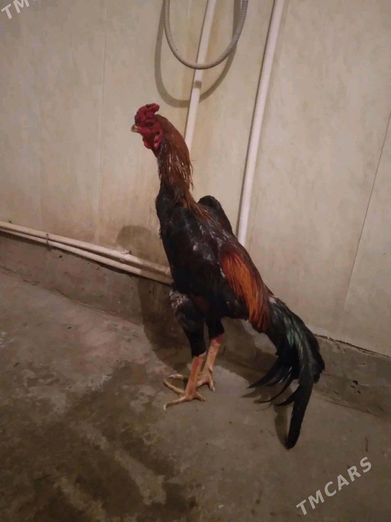 taskent - Gurbansoltan Eje - img 1