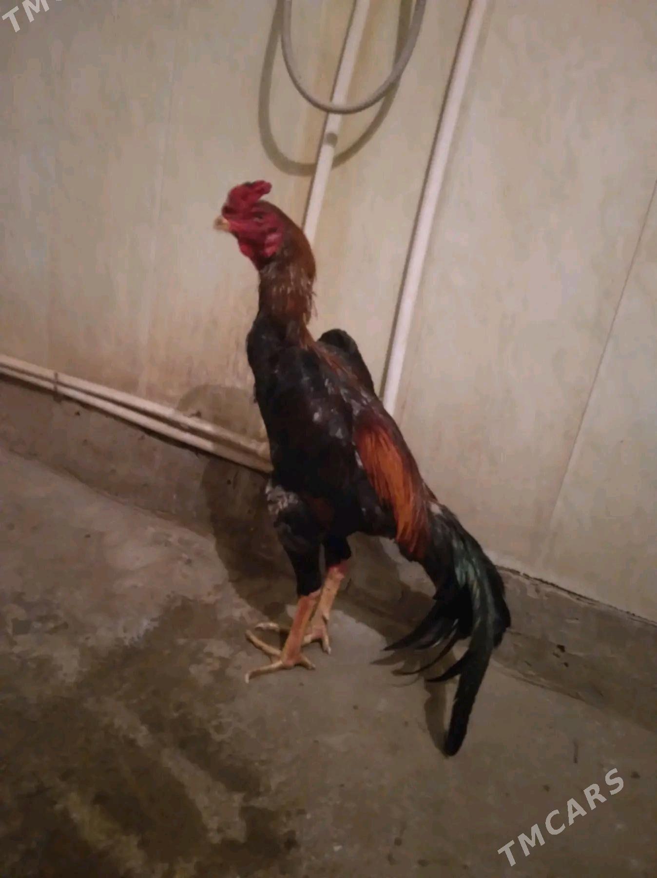 taskent - Gurbansoltan Eje - img 4