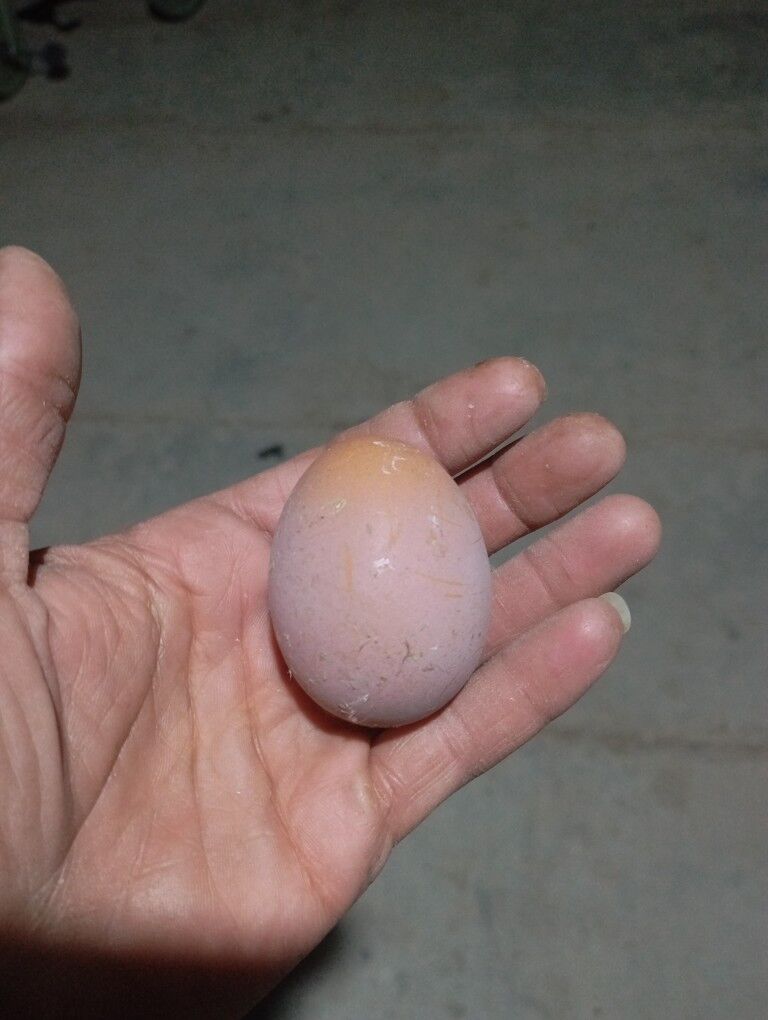 доготран товуклар - Farap - img 4