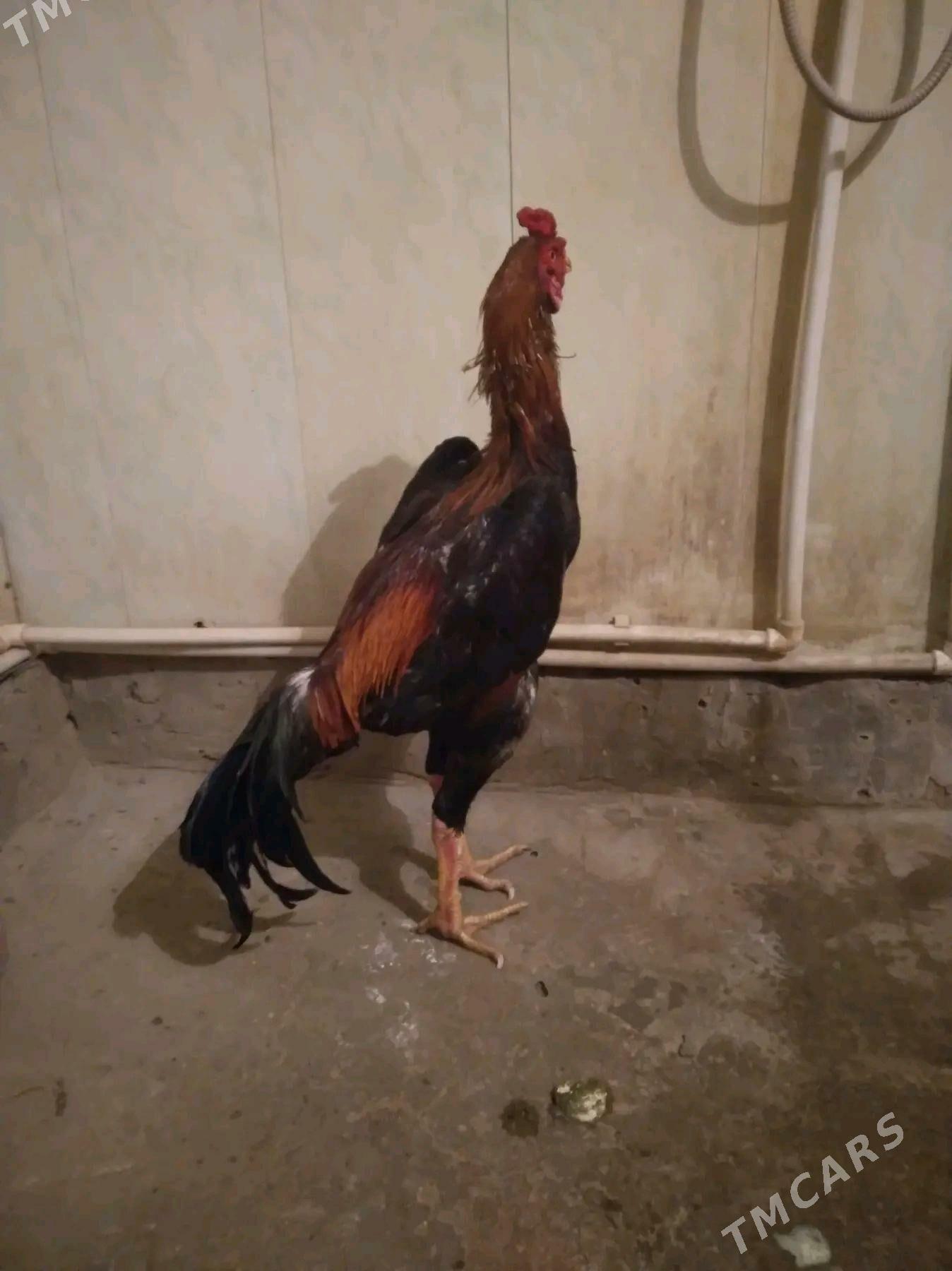 taskent - Gurbansoltan Eje - img 5