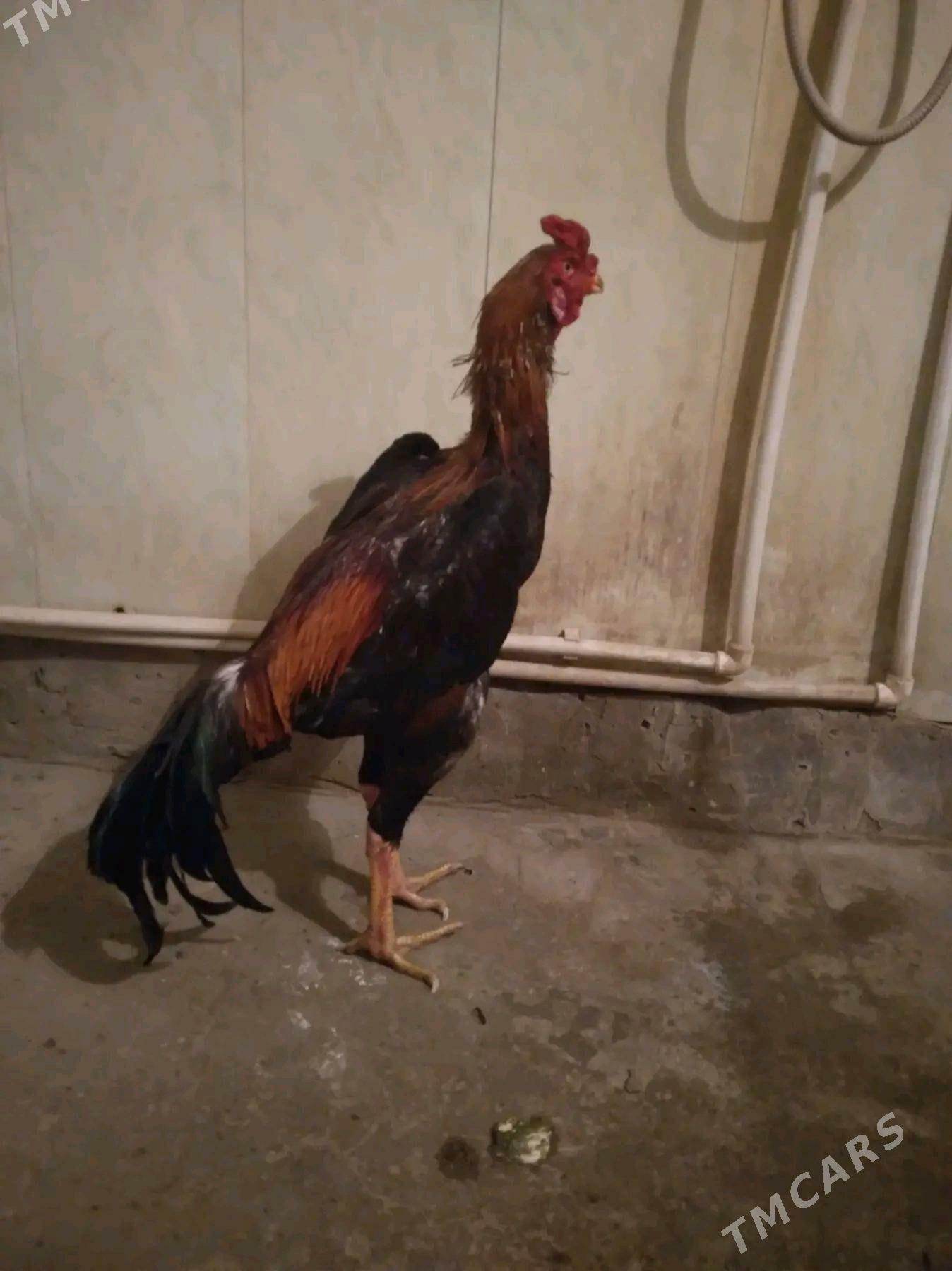 taskent - Gurbansoltan Eje - img 2