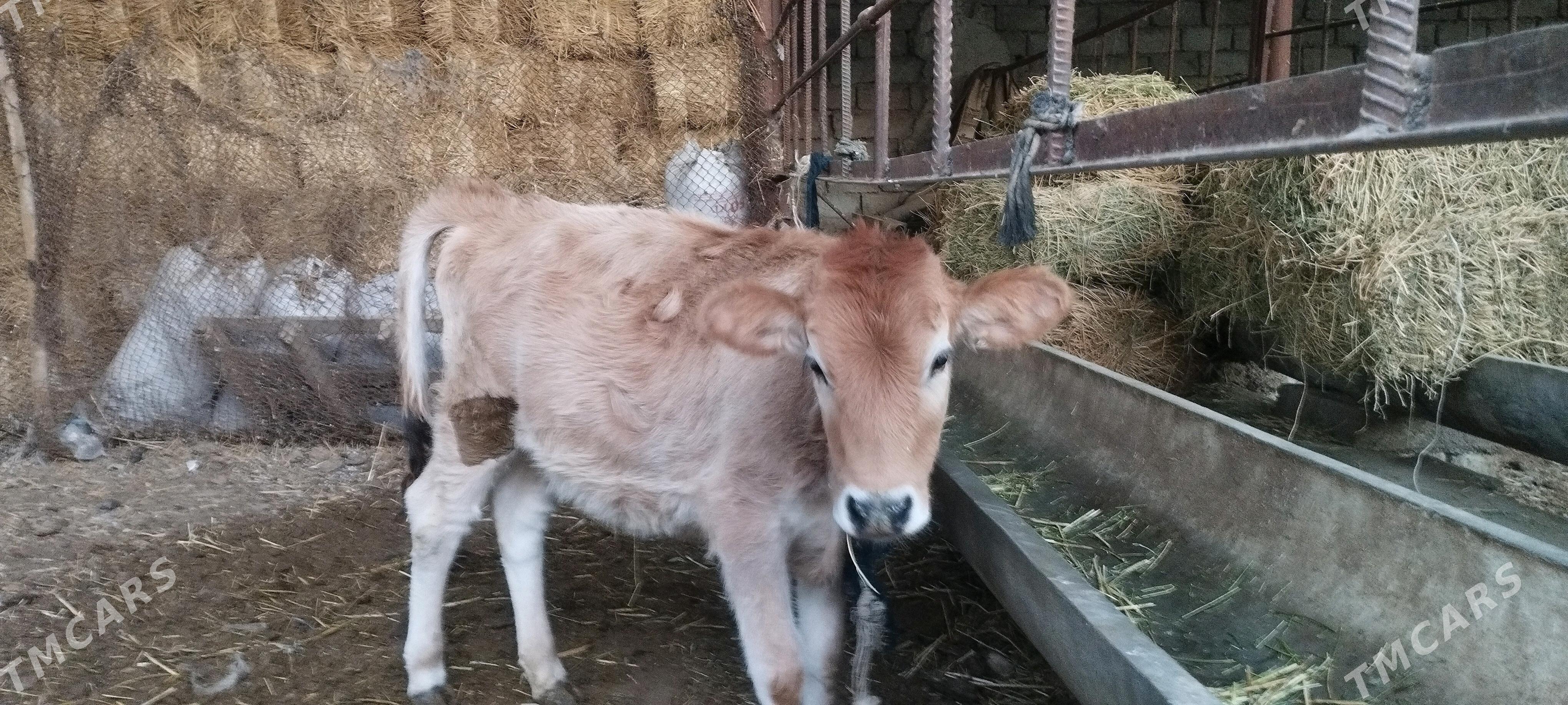 sygyr - Aşgabat - img 4