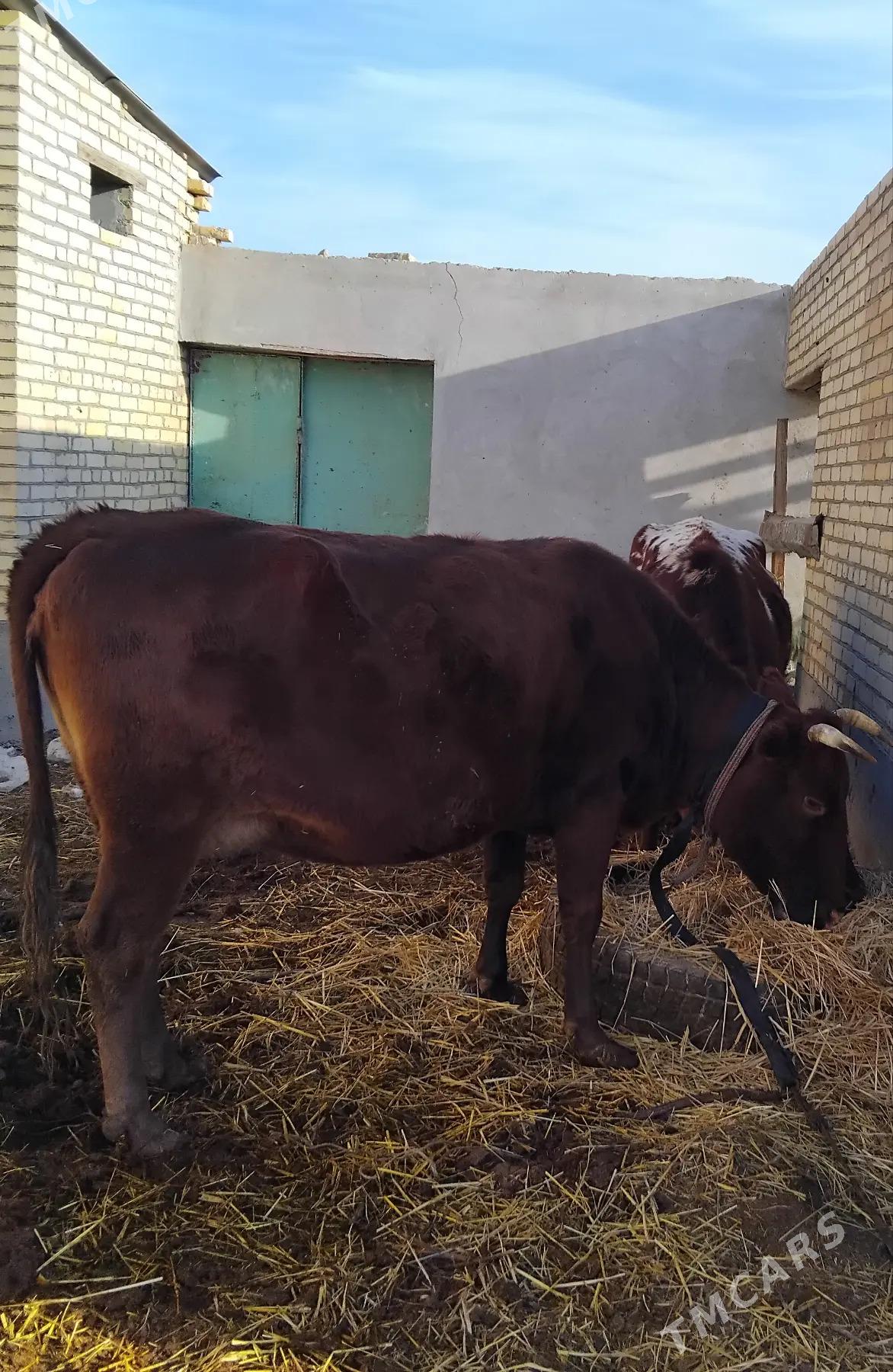 Sygyrlar - Чарджоу - img 3