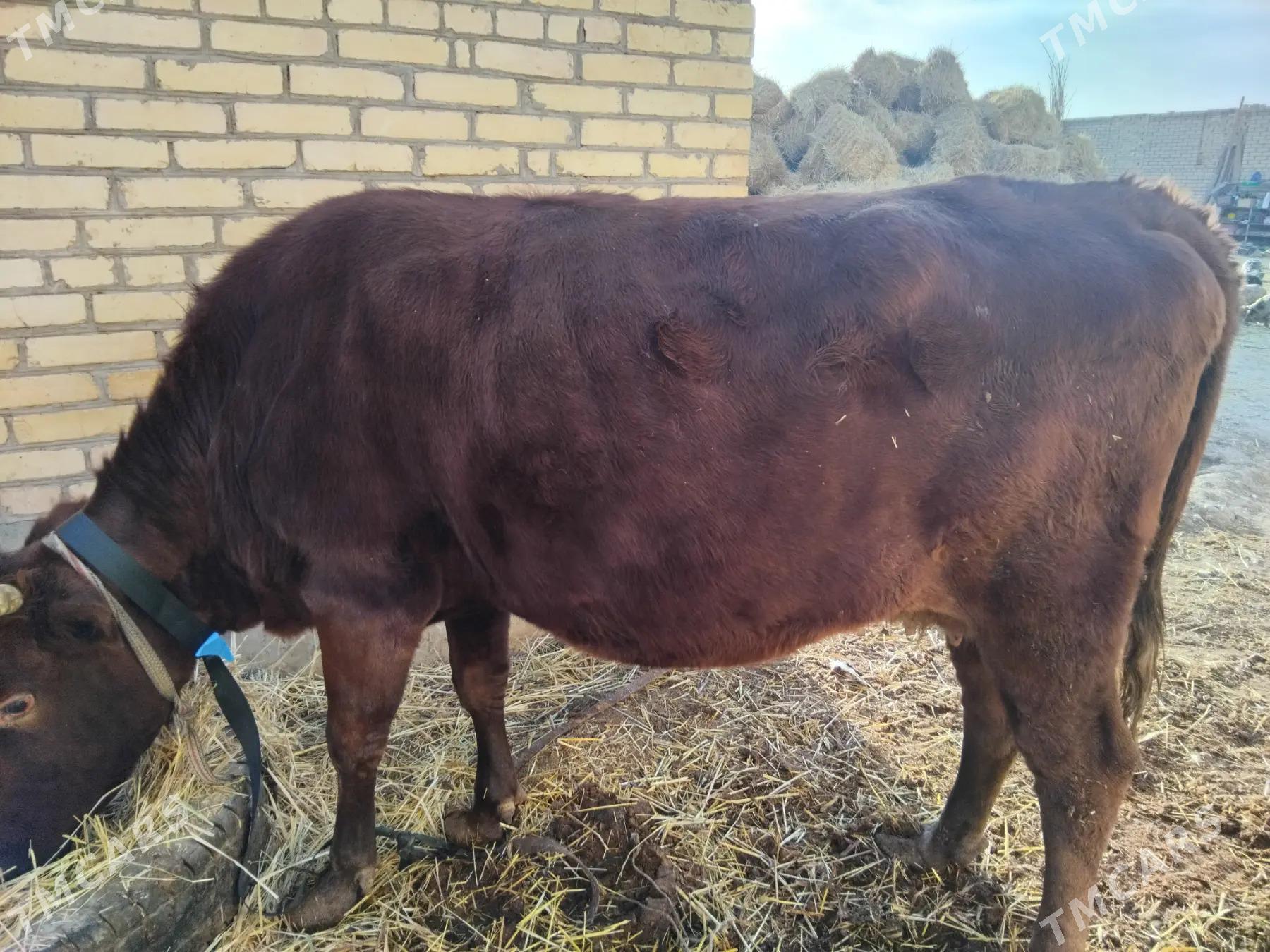 Sygyrlar - Чарджоу - img 2