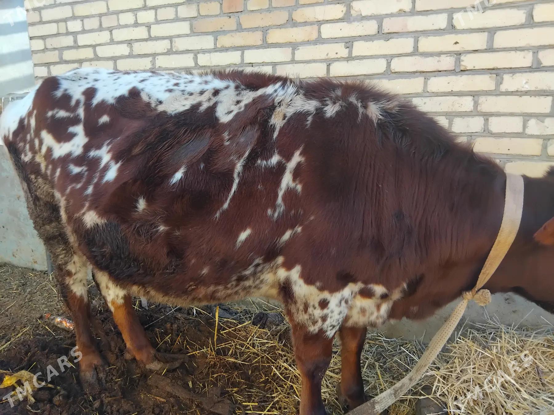 Sygyrlar - Чарджоу - img 1