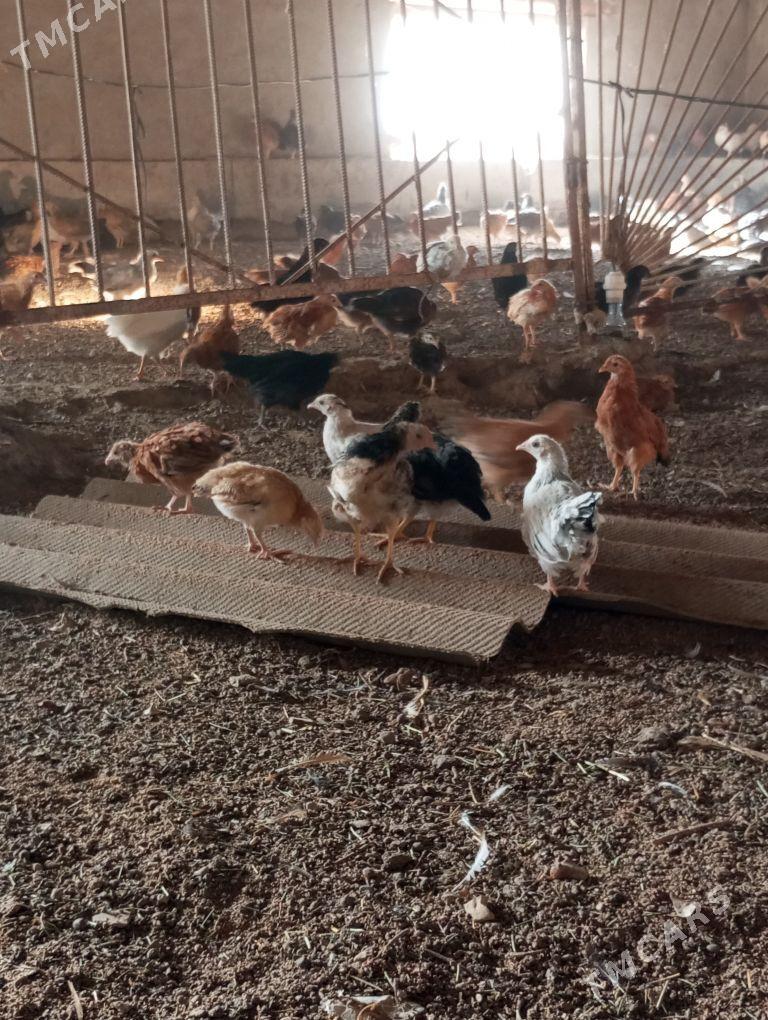 jüyje - Мары - img 3