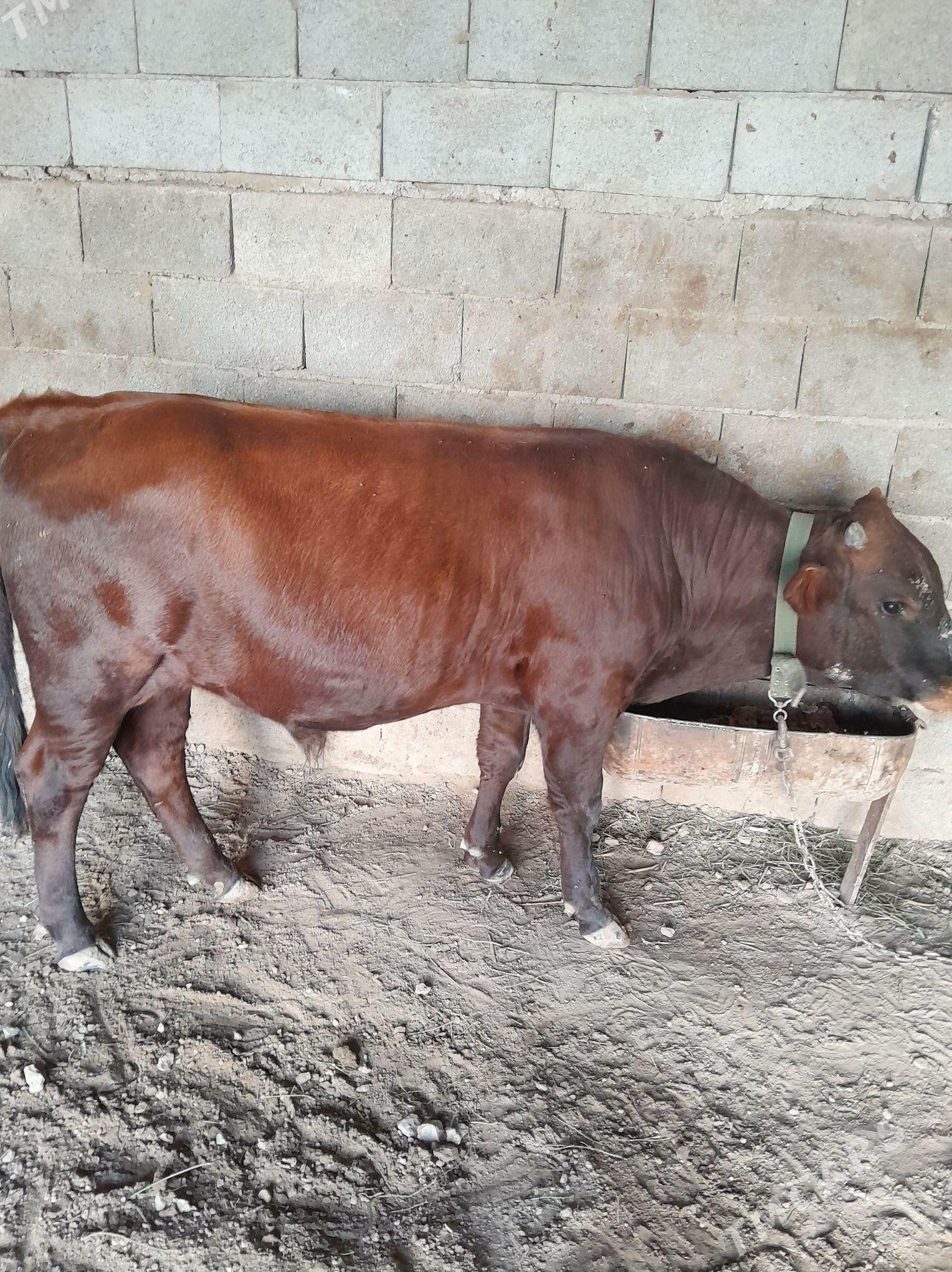 okuz - Теджен - img 2