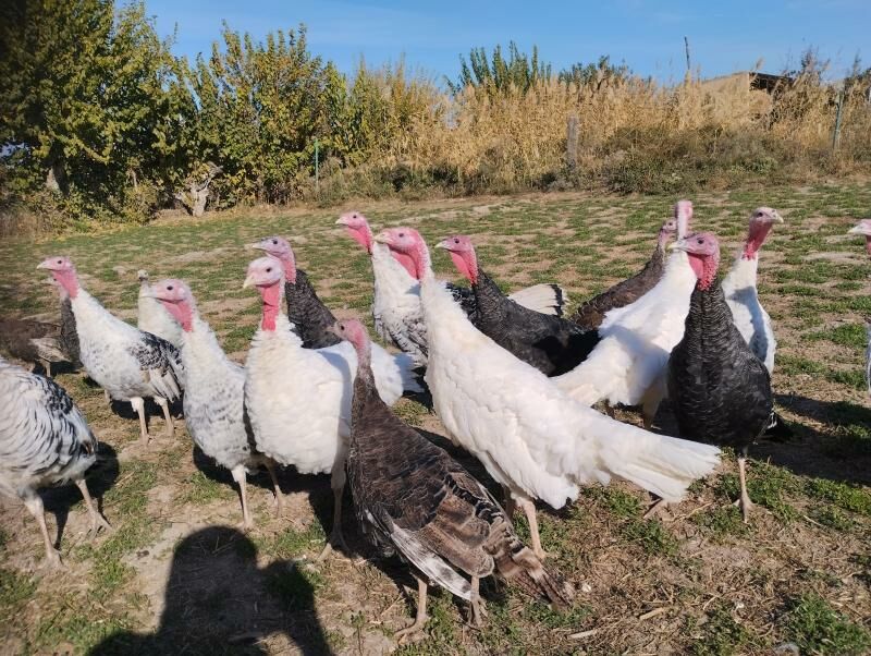 induk индук - Чарджоу - img 6