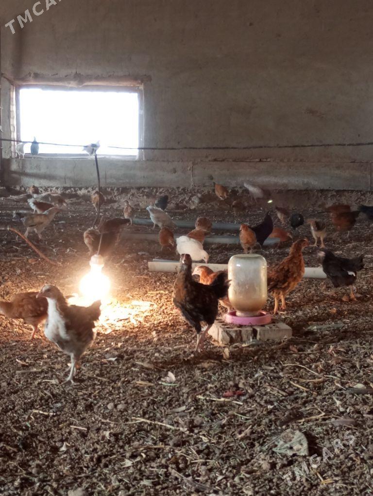 jüyje - Мары - img 4