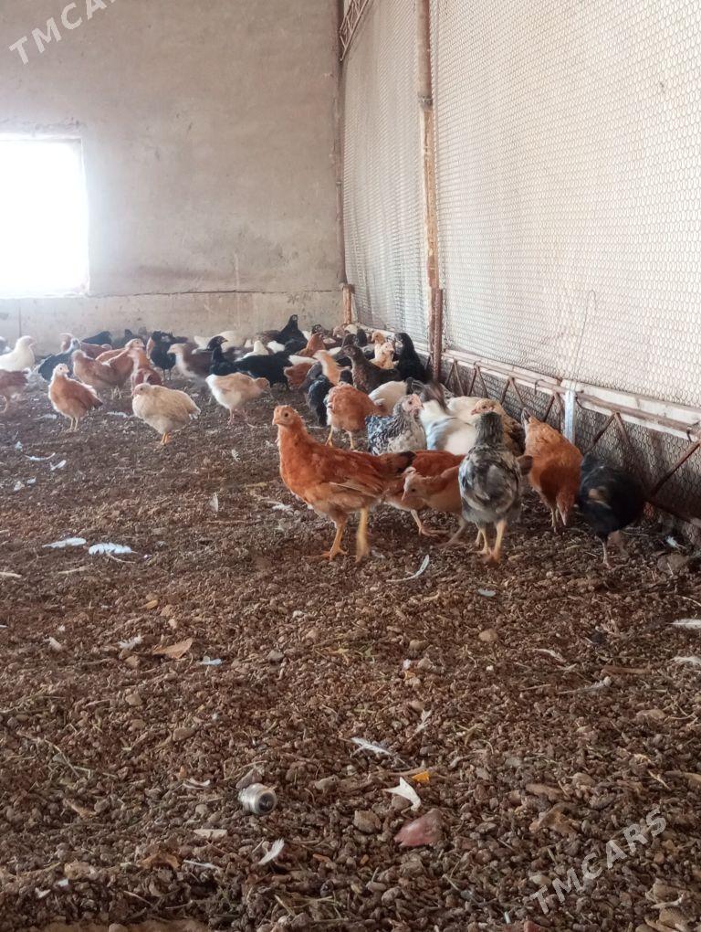 jüyje - Мары - img 2