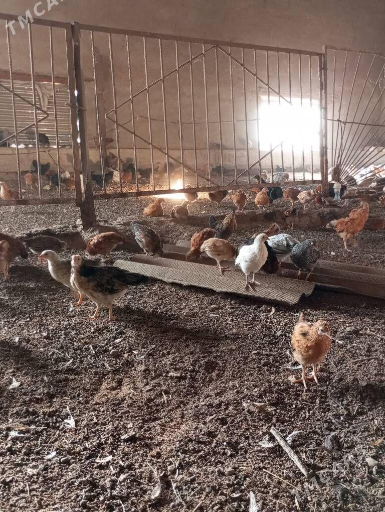 jüyje - Мары - img 6