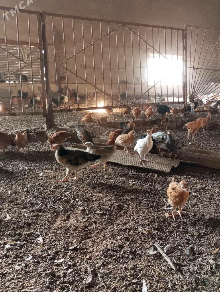 jüyje - Мары - img 5